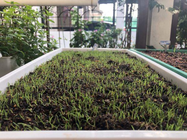 TRIO Bermuda Grass seed 400g - Image 4