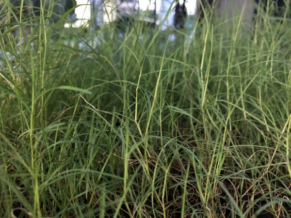 TRIO Bermuda Grass seed 400g - Image 5