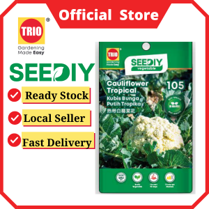 Cauliflower Tropical  热带白椰菜花 Kubis Bunga Putih Tropika