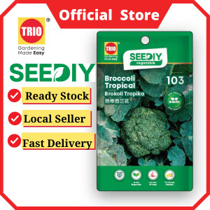 Broccoli Tropical 热带西兰花  Brokoli Tropika