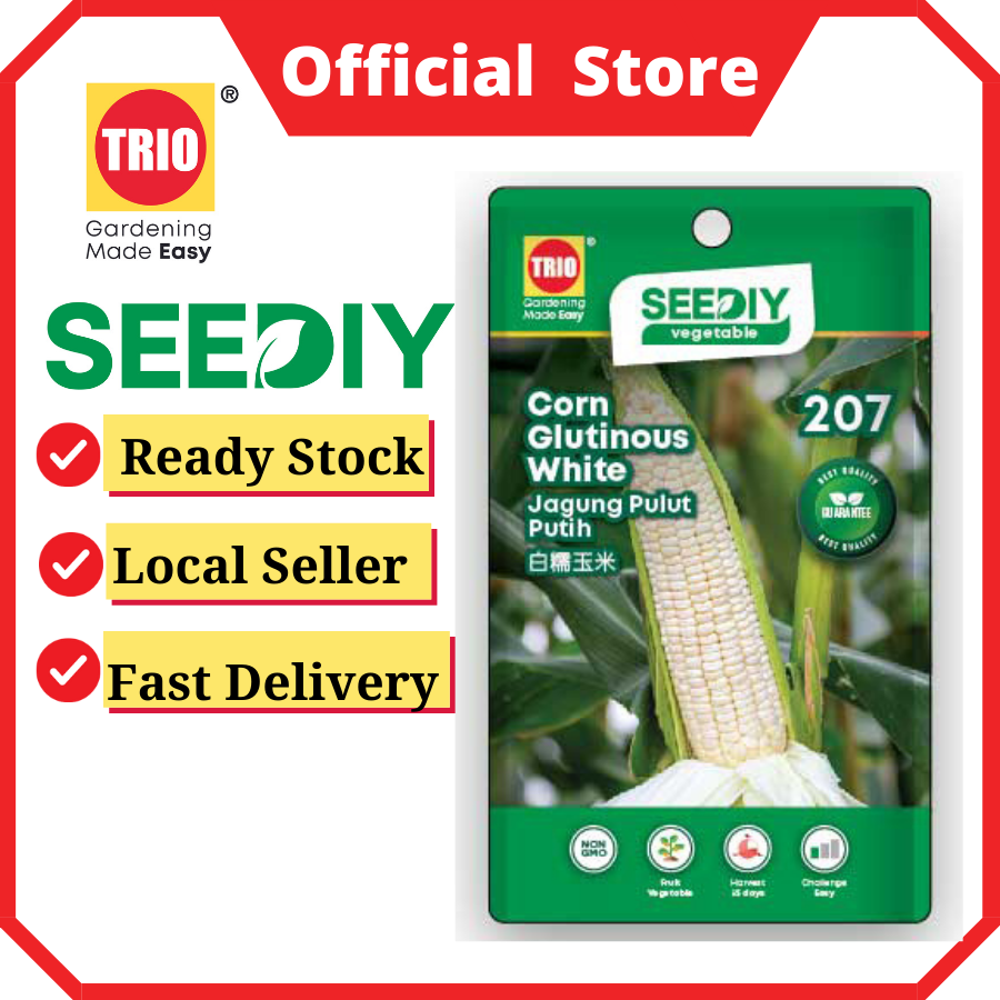 Corn Glutinous White 白糯玉米 Jagung Pulut Putih