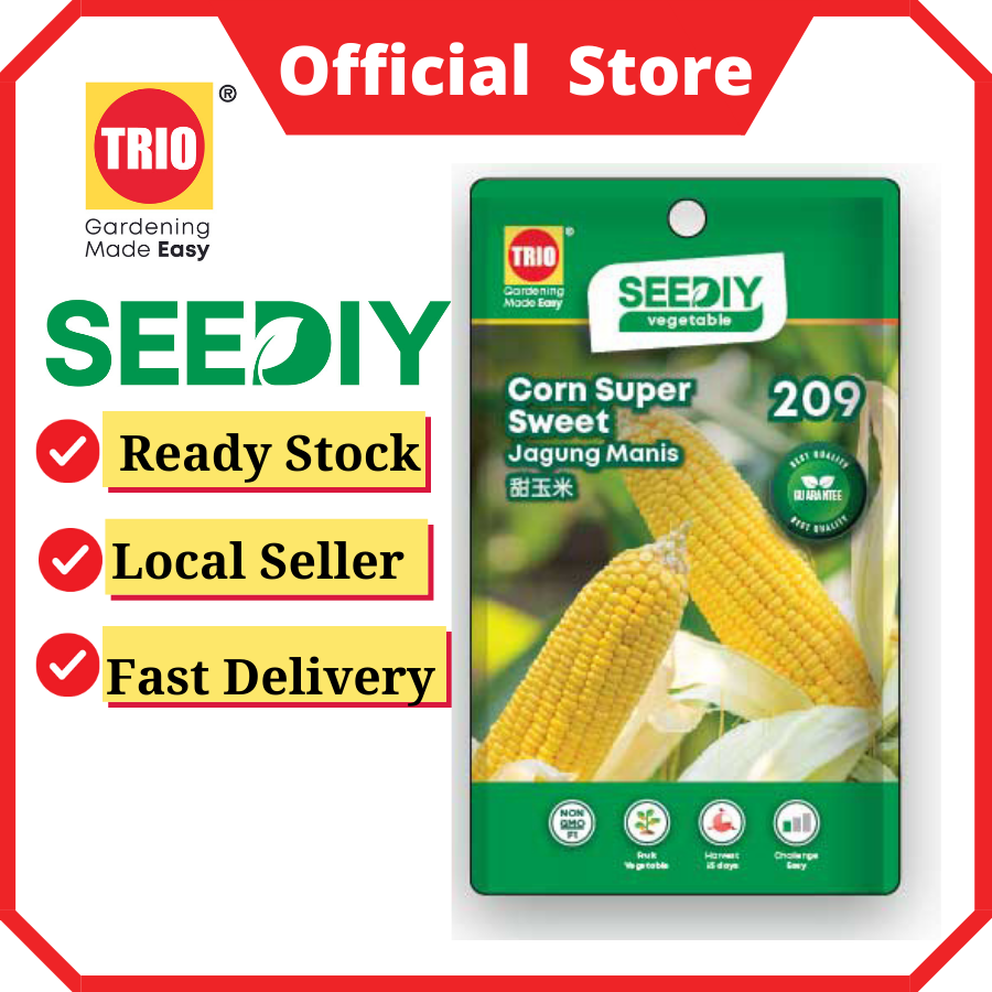 Corn Super Sweet 甜玉米 Jagung Manis