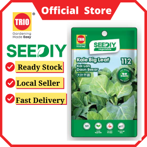 Kale Big Leave 大叶芥蓝 Kai Lan Daun Besar