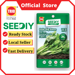 Kale Big Stem 大梗芥兰 Kai Lan Batang Besar