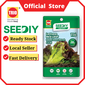 Lettuce Red Leaf 红生菜 Salad Daun Merah
