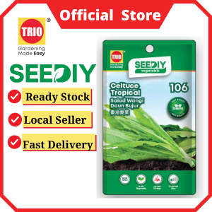 Celtuce Tropical 香油麦菜 Salad Wangi Daun Bujur